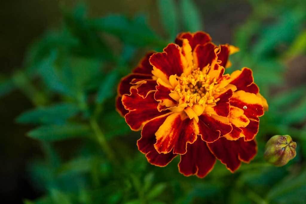 فندق Little Red Rooster Rest تينبي المظهر الخارجي الصورة